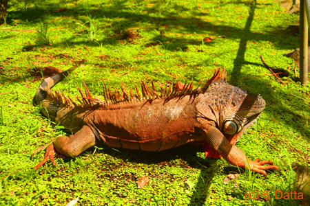 Iguana in La Laguna Botanical Garden