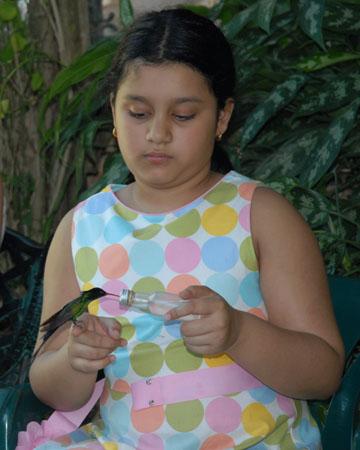 Feeding Hummingbirds 
