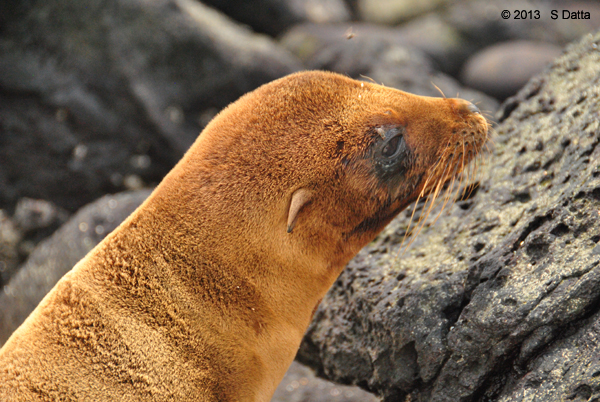 A dry sea lion, Santa Fe